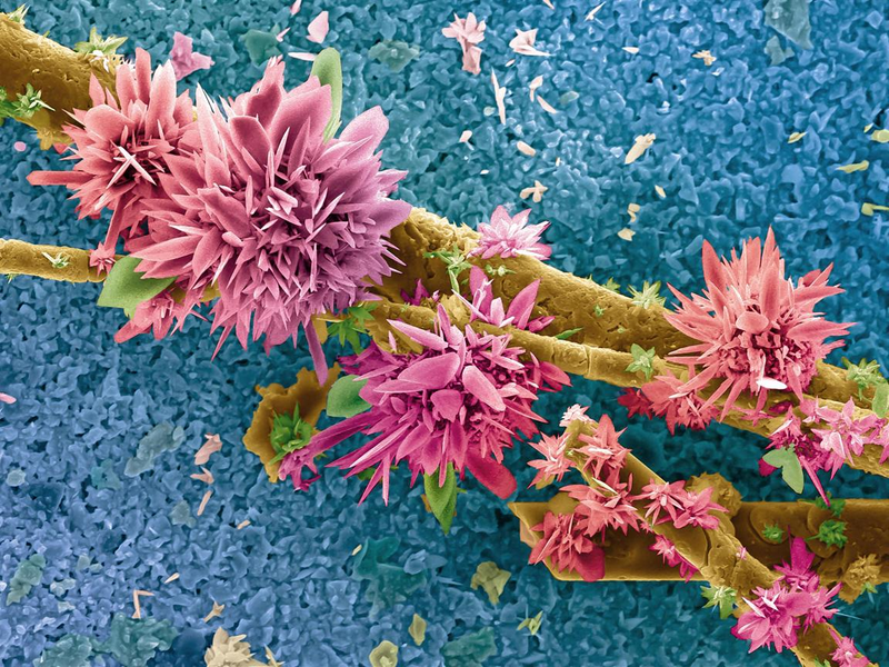 Illustration for article titled These Close-Up Views Of Nature And Technology Are Simply Awe-Inspiring